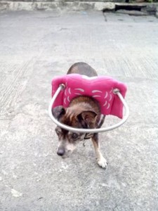 Nikki Blind Chihuahua Halo