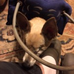 Maxwell Blind Chihuahua halo