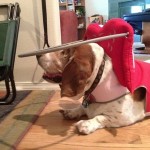 Gracie Blind Basset Hound Halo