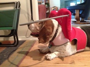 Gracie Blind Basset Hound Halo