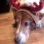 Gracie Blind Basset Hound