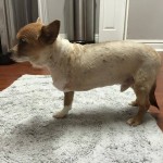 Wickett Blind Chihuahua mix Halo