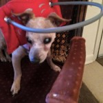 Mr. Biffle Blind Dog Halo