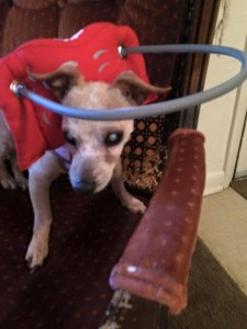 Mr. Biffle Blind Dog Halo