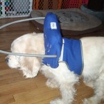 Grampy Blind Cocker Spaniel Halo