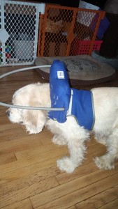 Grampy Blind Cocker Spaniel Halo