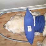 Grampy Blind Cocker Spaniel Halo