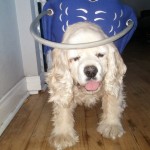 Grampy Blind Cocker Spaniel Halo