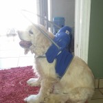 Grampy Blind Cocker Spaniel Halo