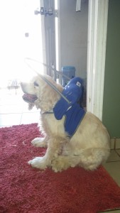 Grampy Blind Cocker Spaniel Halo