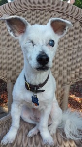 Frosty Blind Westie/Jack Russell mix