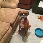 Flood Blind Boxer Halo