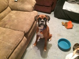 Flood Blind Boxer Halo