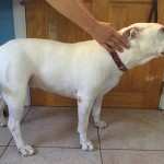 Chani Blind Bulldog Halo