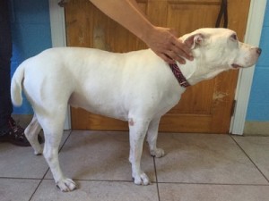 Chani Blind Bulldog Halo