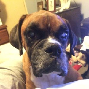 Flood Blind Boxer Halo