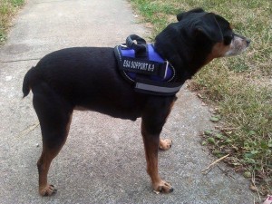 Naru Blind Miniature Pinscher