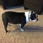 Bert Blind Boston Terrier Halo