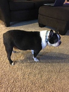 Bert Blind Boston Terrier Halo