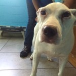 Chani Blind Bulldog Halo