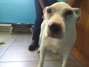 Chani Blind Bulldog Halo
