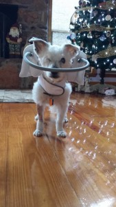 Frosty Blind Westie/Jack Russell mix