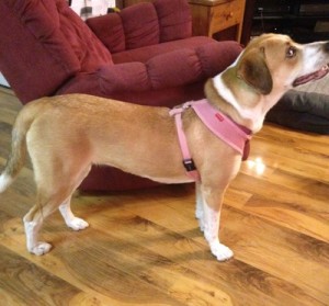 Bella Blind Hound Head Protection
