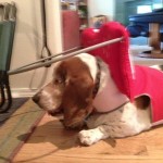 Gracie Blind Basset Hound Halo