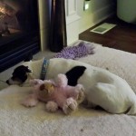 Murphy Blind Jack Russell
