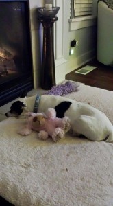 Murphy Blind Jack Russell