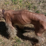 Harry Blind Poodle Halo