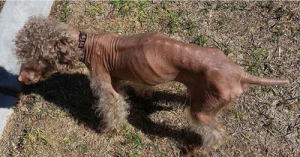 Harry Blind Poodle Halo