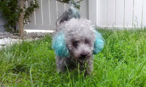 Gertie Blind Poodle Halo