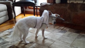 Westie/Jack Russell mix