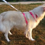 Ellie Blind Collie/Mix