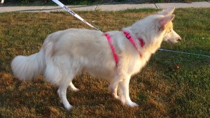 Ellie Blind Collie/Mix