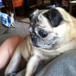 Chloe Blind Pug Halo