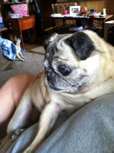Chloe Blind Pug Halo