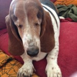 Gracie Blind Basset Hound Halo