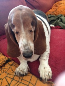 Gracie Blind Basset Hound Halo
