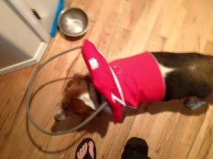 Gracie Blind Basset Hound