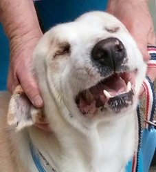 Keller Blind Lab Halo