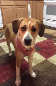 Bella Blind Hound Mix halo
