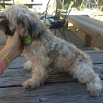 Tucker Blind Shih Tzu