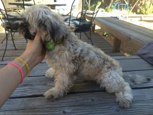 Tucker Blind Shih Tzu