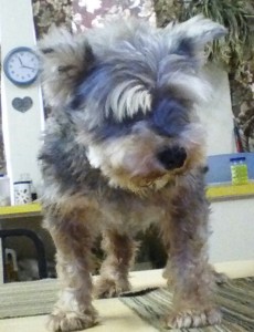 Buddy Blind Schnauzer Halo