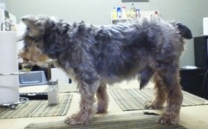 Buddy Blind Schnauzer Halo