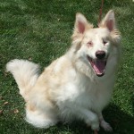 Ellie Blind Collie/Mix