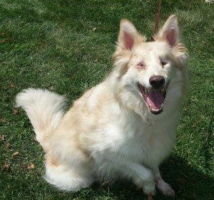 Ellie Blind Collie/Mix