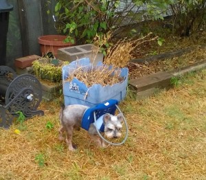 Buddy Blind Schnauzer Halo
